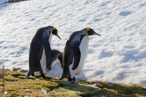 King penguins on South Georgia