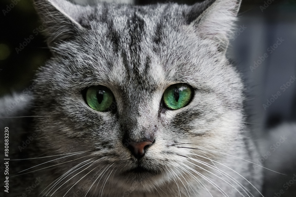 Beautiful smoky cat close-up of muzzle