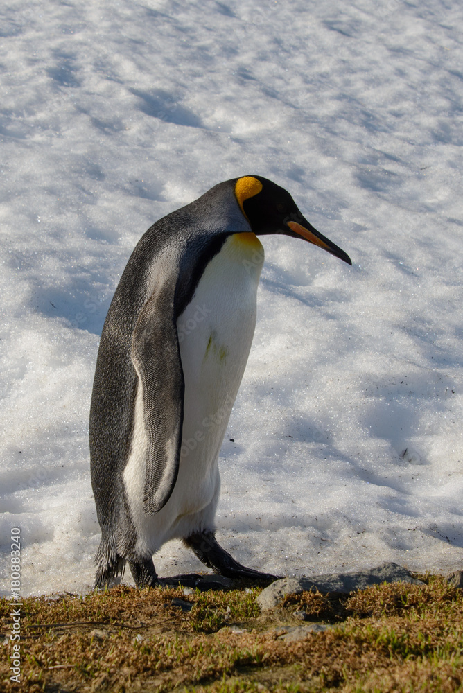 Fototapeta premium King penguins on South Georgia