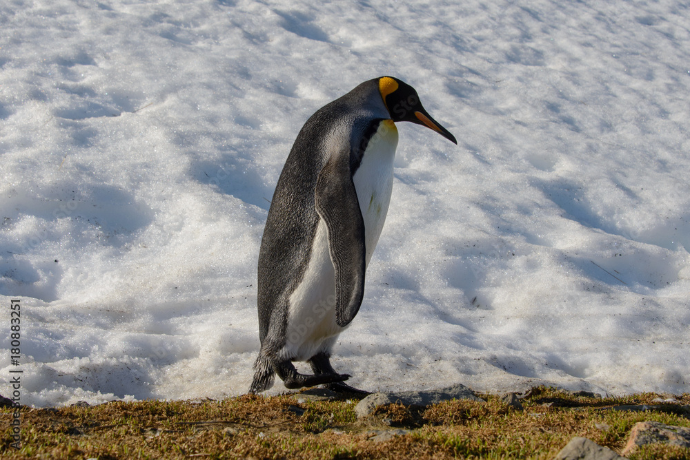 Fototapeta premium King penguins on South Georgia