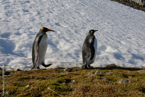 King penguins on South Georgia