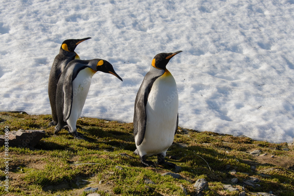 Fototapeta premium King penguins on South Georgia
