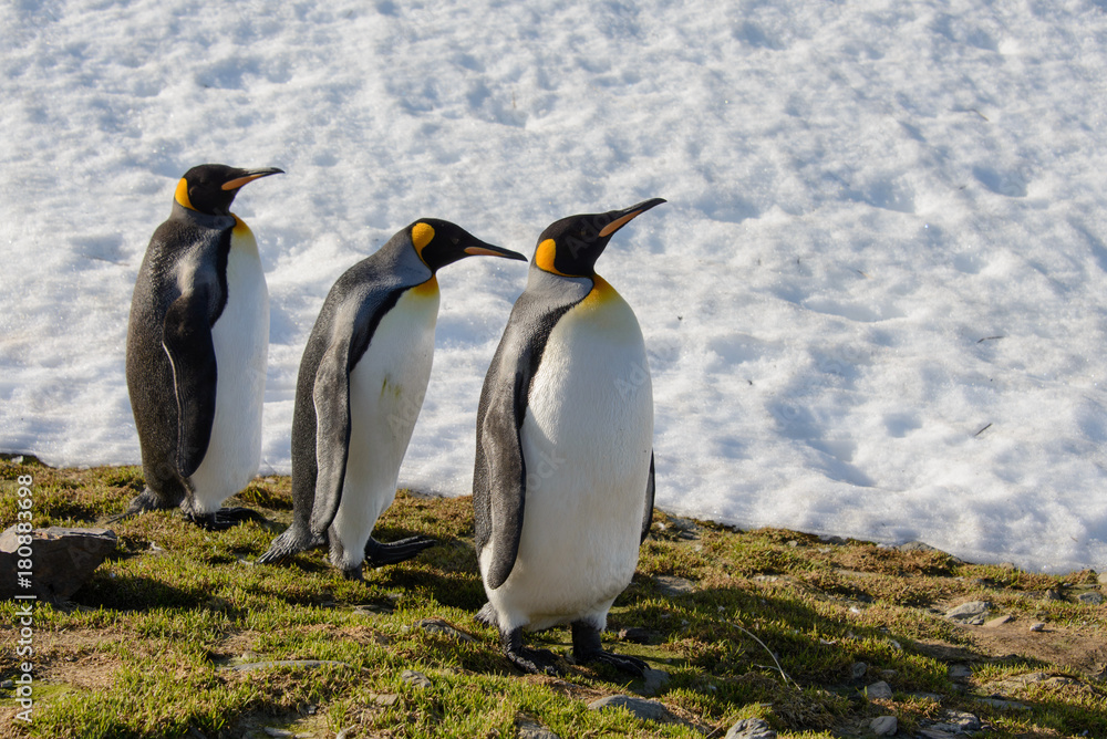 Fototapeta premium King penguins on South Georgia