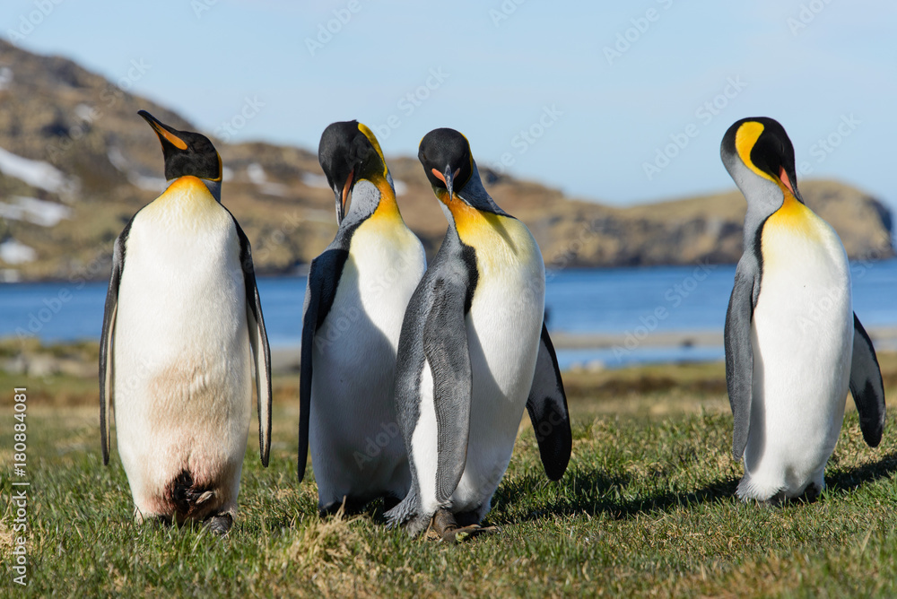 Fototapeta premium King penguins on South Georgia