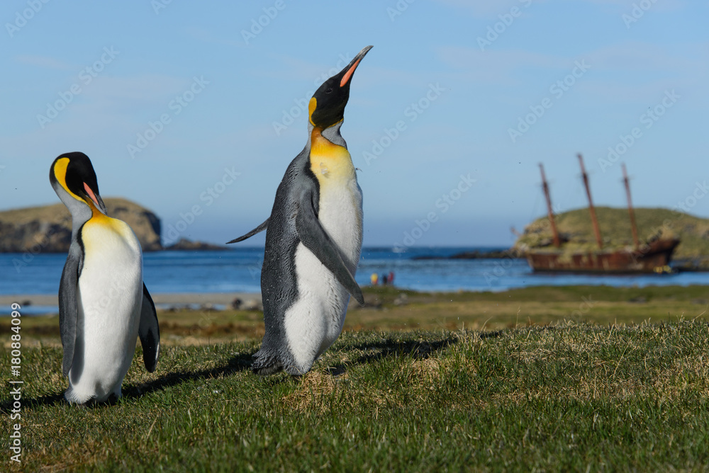 Fototapeta premium King penguins on South Georgia