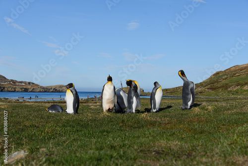 King penguins on South Georgia