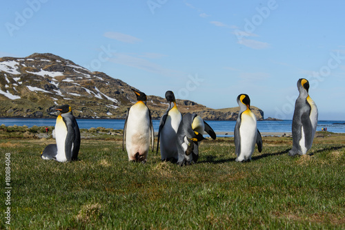 King penguins on South Georgia