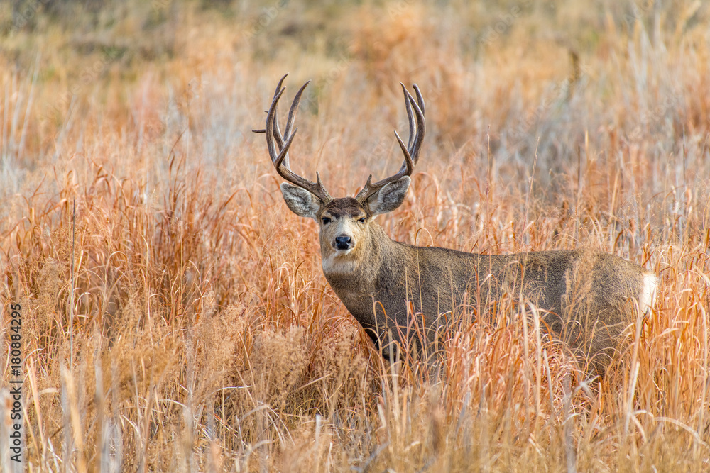 Obraz premium Large Mule Deer Buck