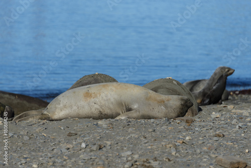 Elephant seals have sex