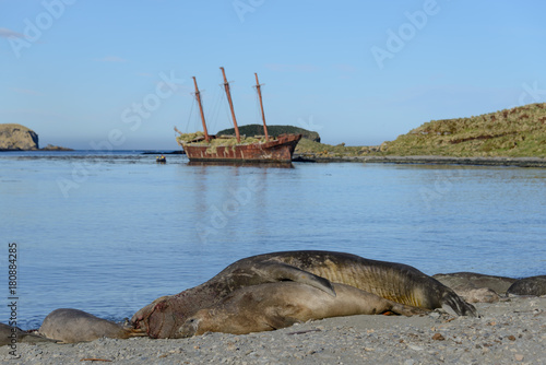 Fototapeta Bayard wreck in Ocean harbour on South Georgia