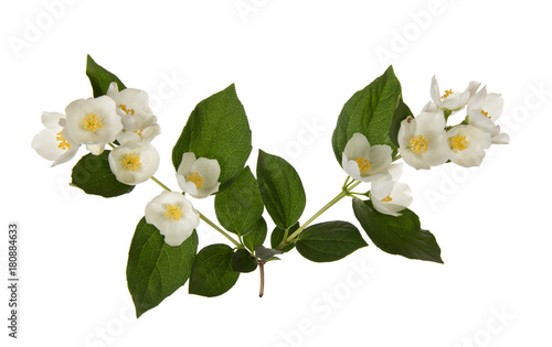 Delicate branch of blossoming spring jasmine, isolated on white