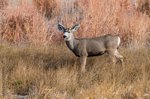 Fototapeta Naklejka Na Ścianę i Meble -  Large Mule Deer Buck