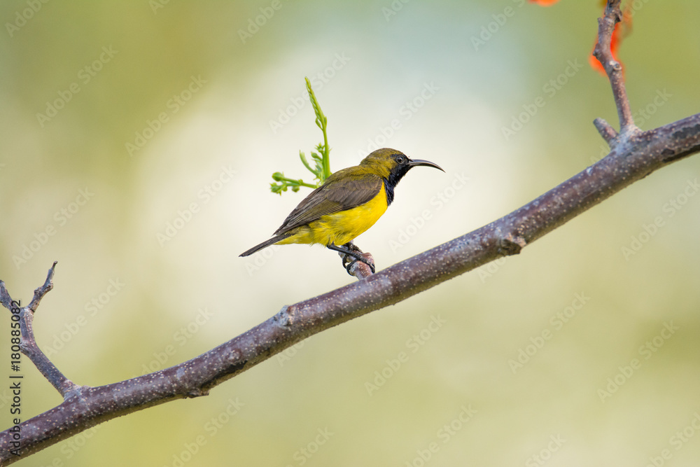 A small olive bird sits on a branch and looks into the distance