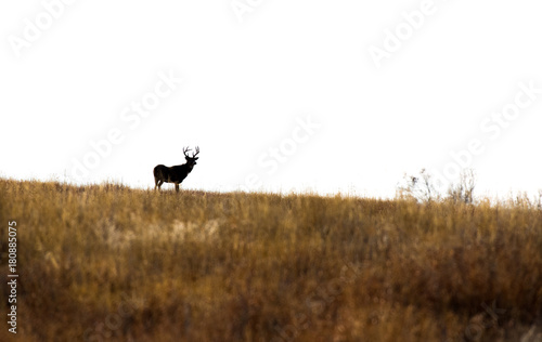 A White-tailed Deer Silhouette on the Horizon © Kerry Hargrove