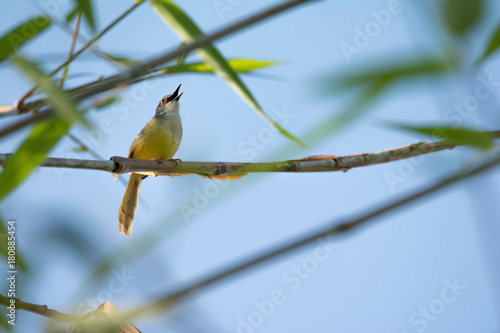 Olive green Tanager sits on a branch with an open beak photo