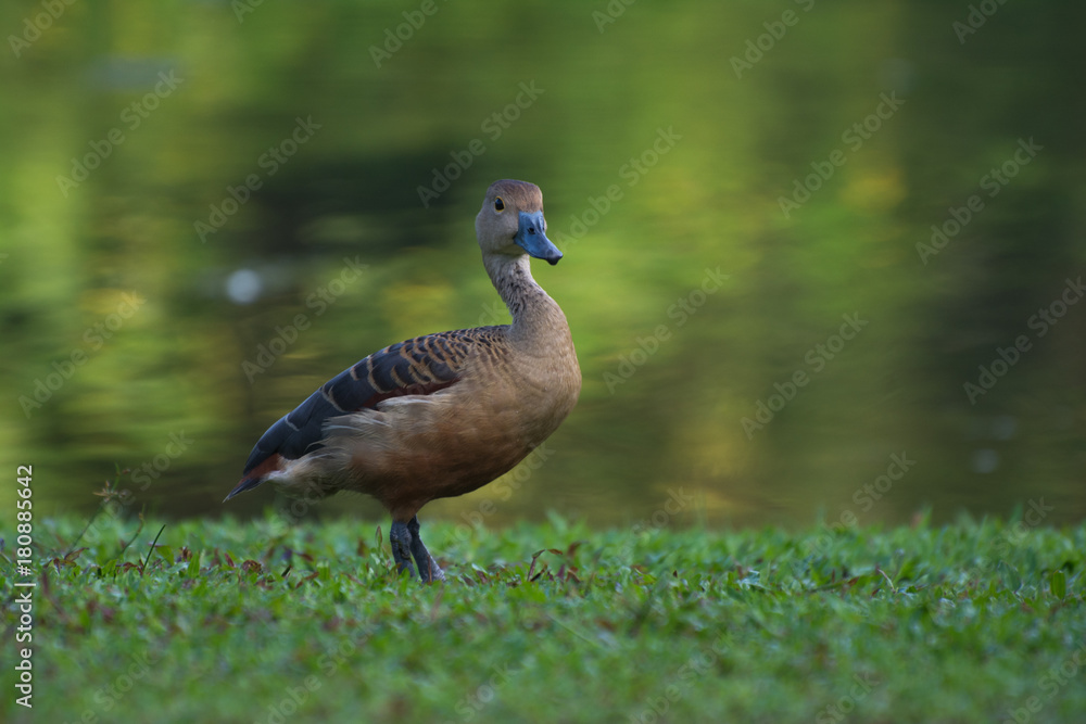 Obraz premium Beautiful duck is standing on the green lawn