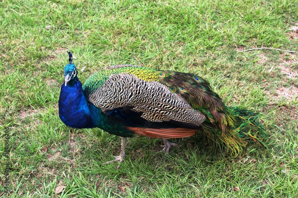 Fototapeta premium Peacock