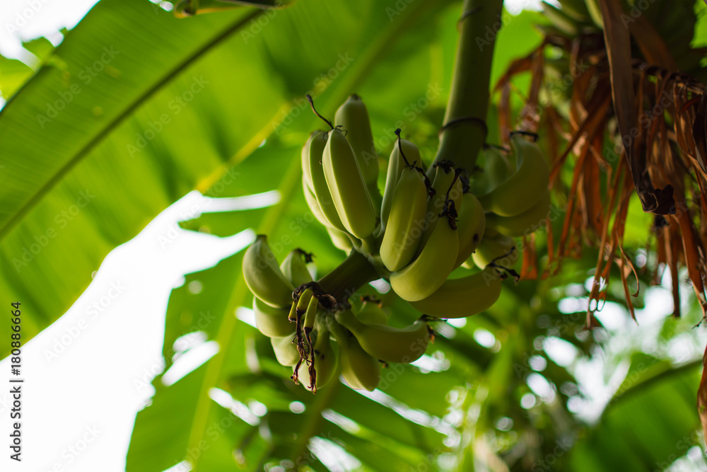 Banana Tree バナナの木 Stock Photo Adobe Stock Banana Tree バナナの木 Stock Photo Adobe Stock