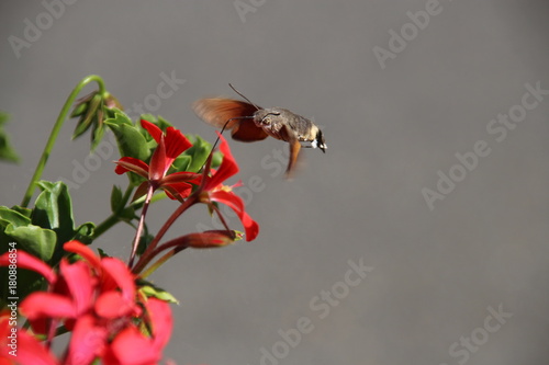 hummingbird moth eating