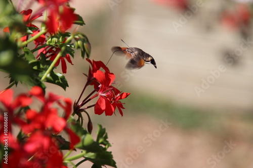 hummingbird moth hovering