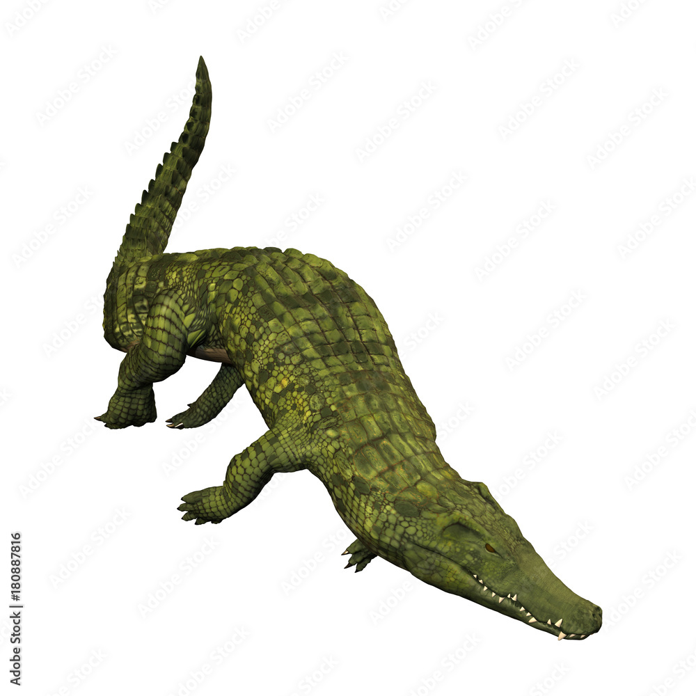 3D Rendering Green Crocodile on White 3D Rendering Green Crocodile on White