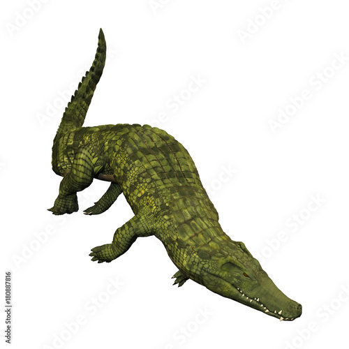 3D Rendering Green Crocodile on White