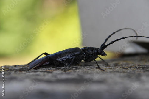 Contemplating Insect