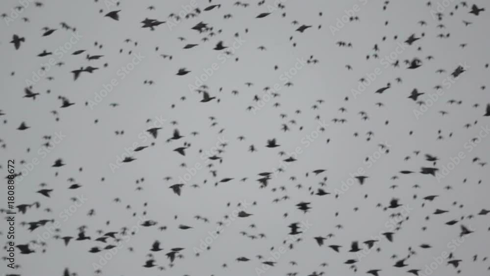 Flock of starlings flying in the winter sky Flock of starlings flying in the winter sky