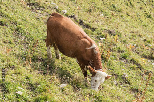 Side view of a grazing cow near the top station of the Wallbergbahn photo