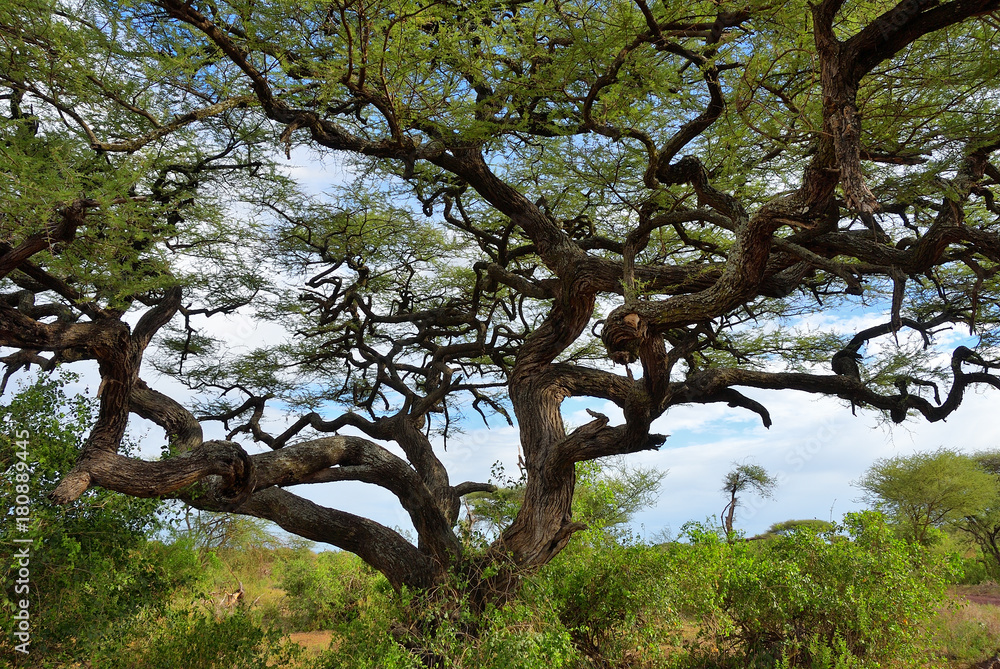 Obraz premium Umbrella acacia in Tanzania, Africa