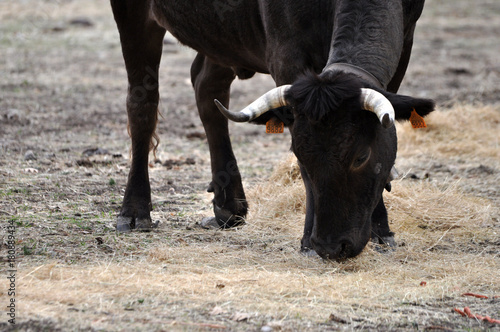 toro pastando