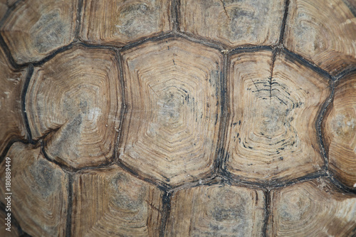 sulcata tortoise cambered
