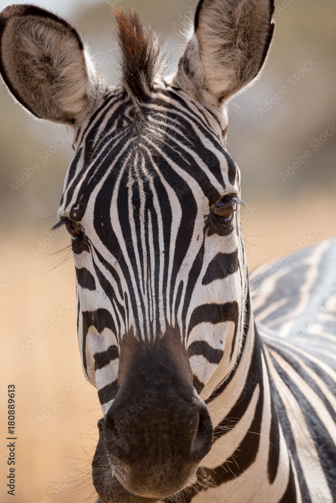 Naklejka premium Zebra (Equus quagga)