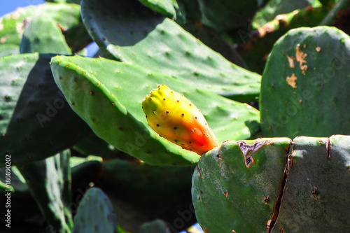 Eatable cactus captured in cefalu Sicily photo