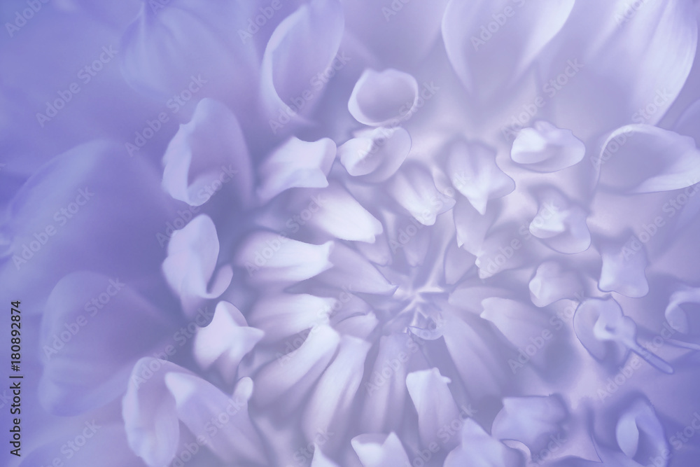 Floral  blue-violet-white background. Background of a  chrysanthemum flower close-up. Macro. Nature.