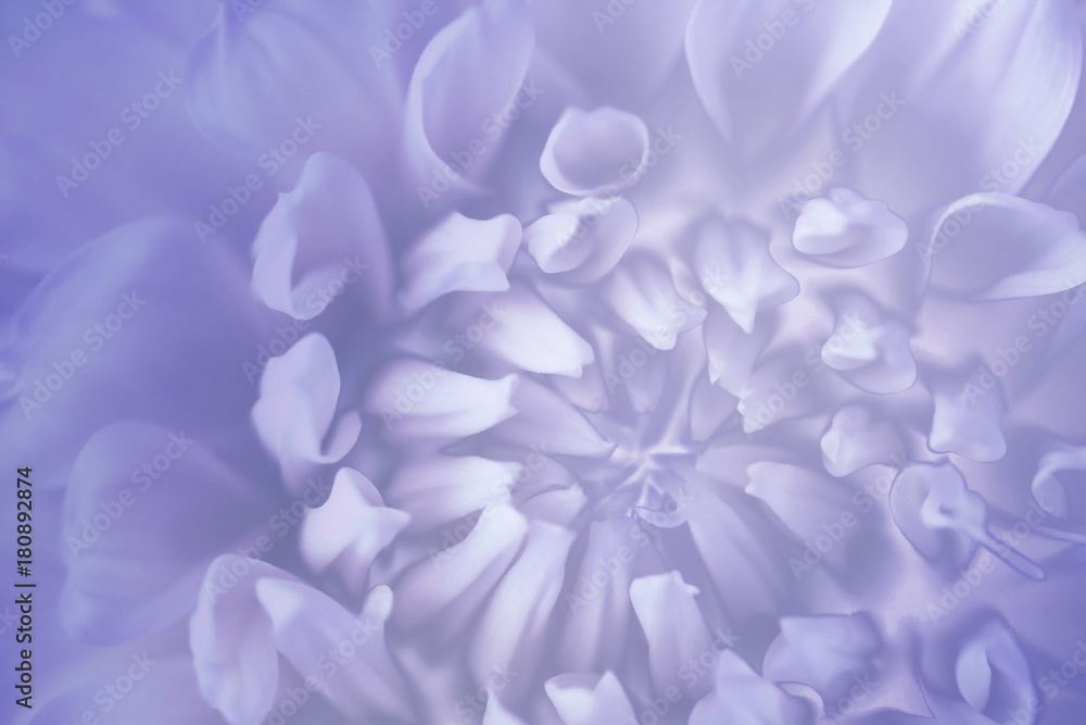 Floral blue-violet-white background. Background of a chrysanthemum flower close-up. Macro. Nature. Floral blue-violet-white background. Background of a chrysanthemum flower close-up. Macro. Nature.