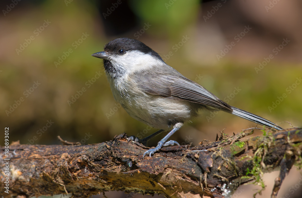 Obraz premium Willow Tit posing on a curvy branch