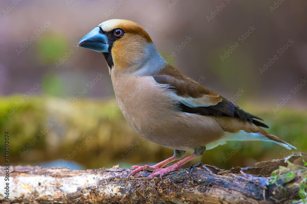 Male Hawfinch posing near a mossy pond in spring Male Hawfinch posing near a mossy pond in spring