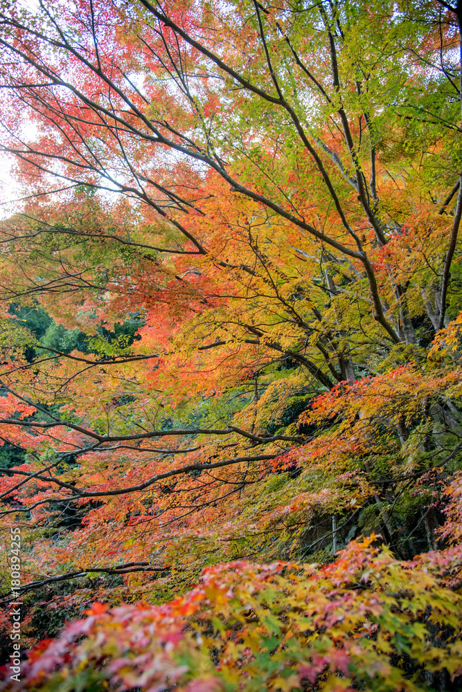総社市豪渓の紅葉が最盛期で色とりどりの風景が綺麗