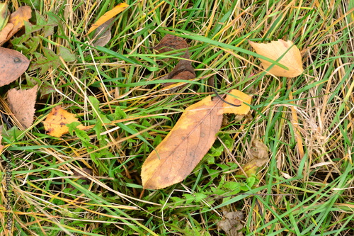  grass   Leaves