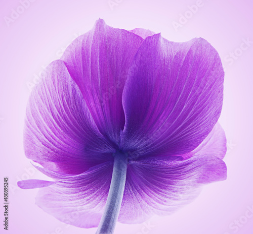 Fototapeta Naklejka Na Ścianę i Meble -  macro de una flor