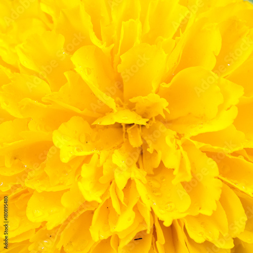 Marigold Yellow Flower field in the green garden © bigjom