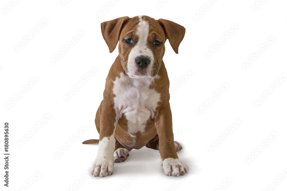 Cute puppy American Staffordshire Terrier isolated on white background, close-up