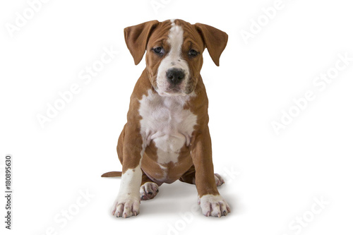 Cute puppy American Staffordshire Terrier isolated on white background, close-up © lara-sh