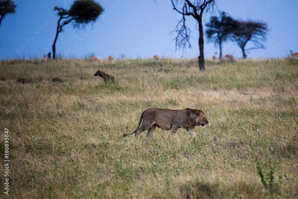 Fototapeta premium Löwe