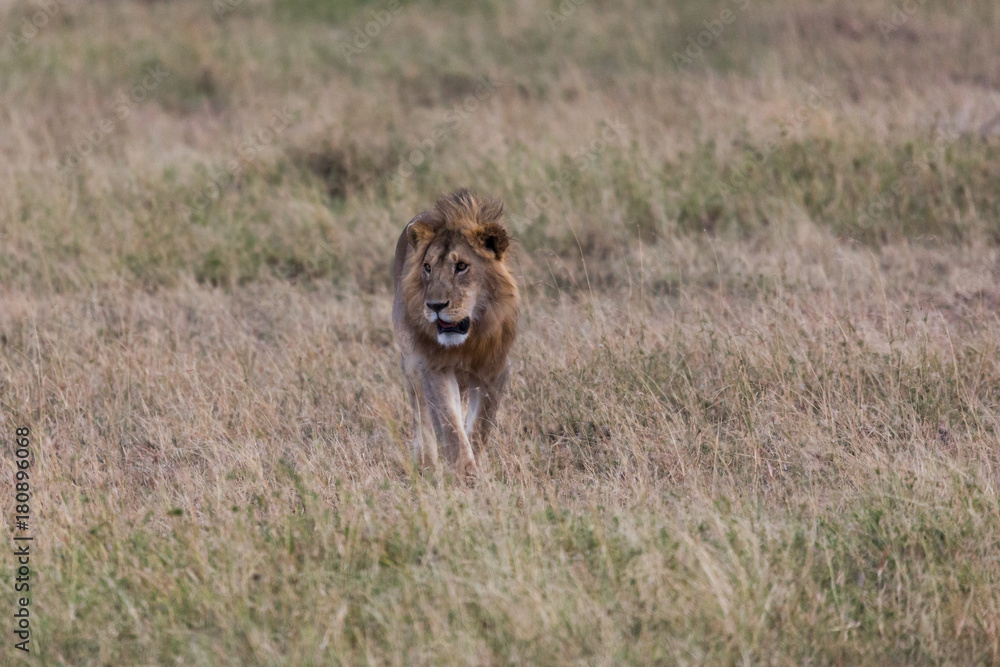 Naklejka premium Löwe - Panthera leo