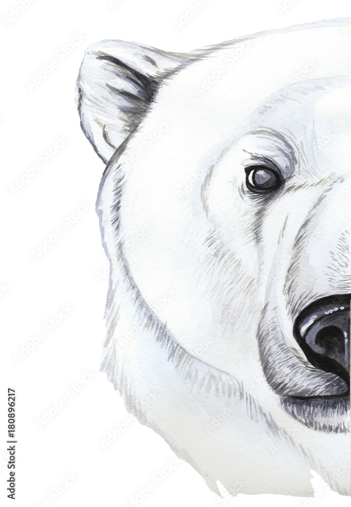 Белый медведь в профиль рисунок