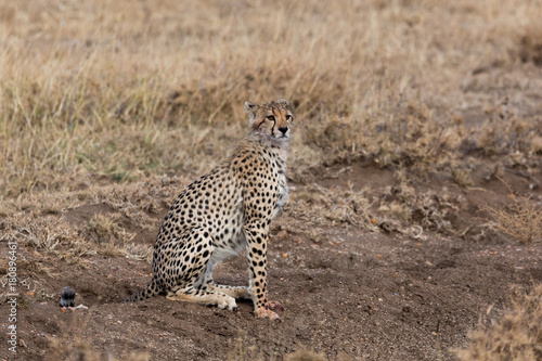 Gepard - Acinonyx jubatus
