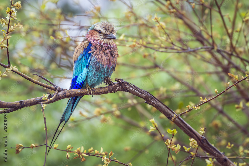Obraz premium Lilac breasted roller in Kruger National park, South Africa
