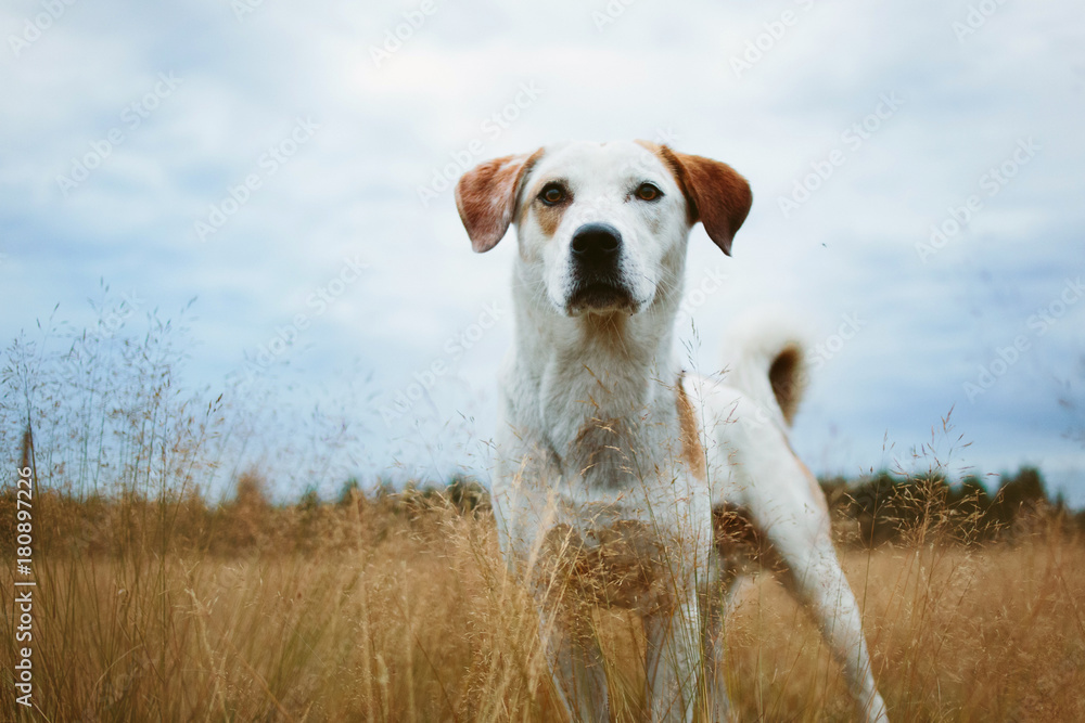Dog standing in tranquil field